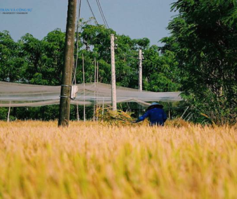Sử dụng điện gây ra hậu quả chết người.